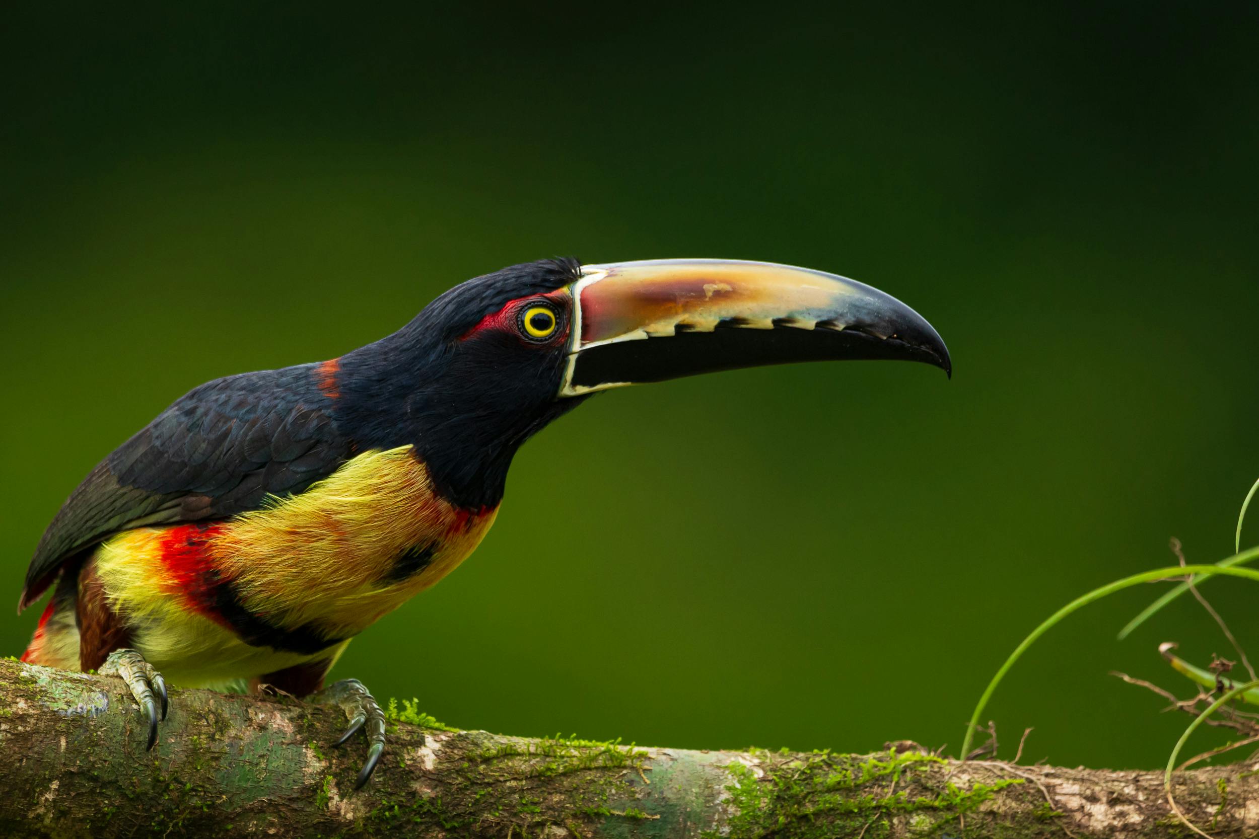 Imagen del bloque de resumen