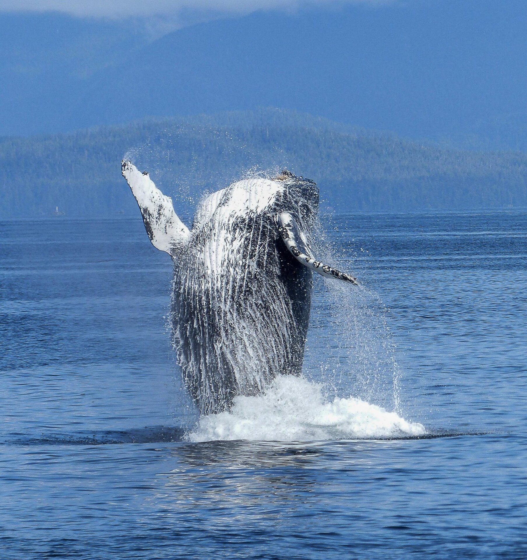 Costa Rica: Ballenas y tortugas