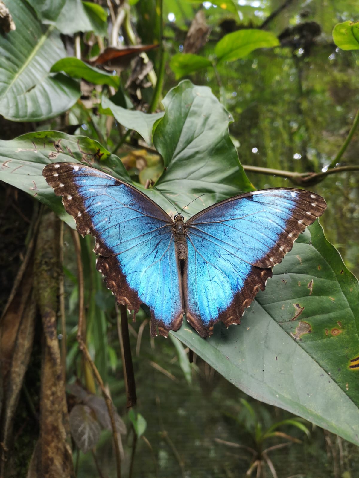 Mariposas tropicales