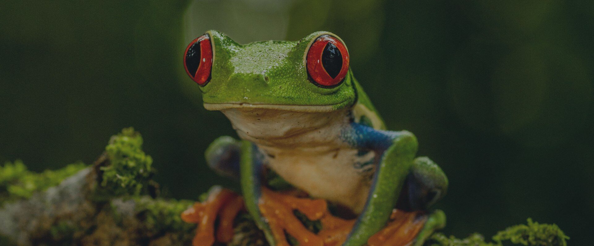 Portada Ecos de la jungla