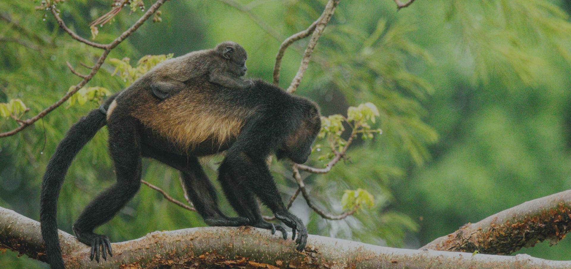 Portada-naturaleza-salvaje